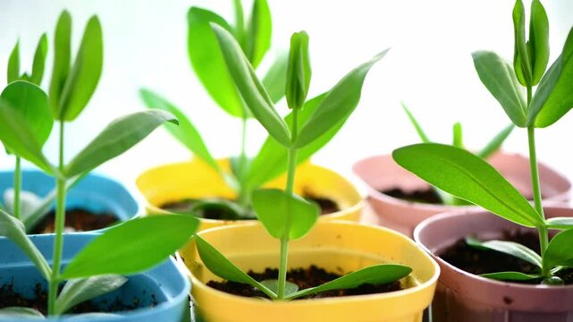 Fresh eustoma seedlings thriving in vibrant, colorful pots on a bright windowsill, isolated on white background