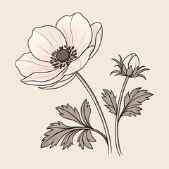 Hand-drawn Anemone Flower Illustrations. Botanical Line Art Sketch Vector.