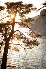 Silhouette of Tree Against Sunset Over Sea