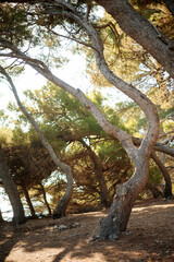 Curved Pine Trees in Sunlit Forest
