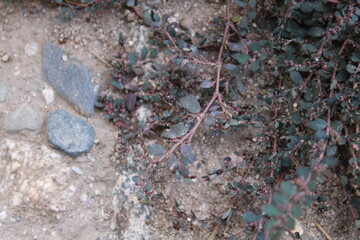 Prostrate sandmat, Euphorbia prostrat or the prostrate spurge green plant