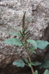 Amaranthus viridis, Slender Amaranth or Green Amaranth
