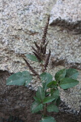 Amaranthus viridis, Slender Amaranth or Green Amaranth