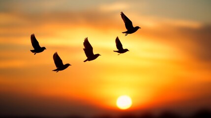 Fototapeta premium silhouette of birds flying in sunset sky, dramatic colors
