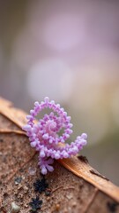 Microscopic View of Blossoming Wildflower