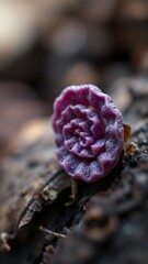 Vivid Violet Flower Sprout in Woodland