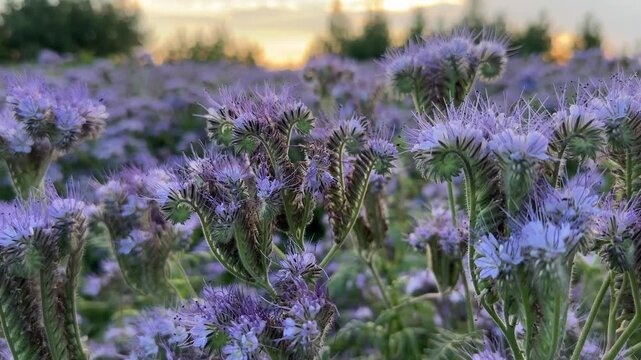 Close-up shot of vibrant facelia flowers blooming densely in a sunny field. Bright blue blossoms creating a colorful natural landscape in summer.