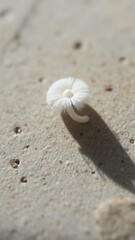 Microscopic Flower in Focus on Concrete Surface
