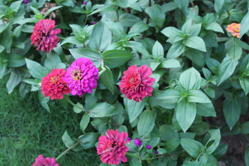 Common zinnia or Zenia flowers in a garden