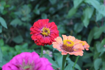 Common zinnia or Zenia flowers in a garden