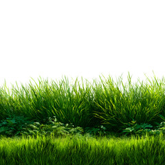 green grass isolated on white background