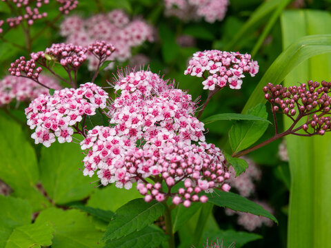 Beautiful Walluf spirea flowers. Spiraea japonica shrub with clusters of pink flowers. Ornamental shrubs for gardens and parks