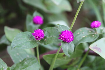 Gomphrena globosa, globe amaranth or bachelor's buttons purple flowers 