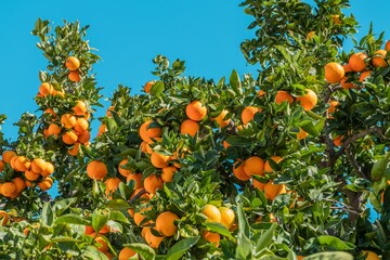 An orange tree full of ripe fruit against a clear blue sky.