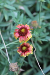 Gaillardia aristata, Indian blanket or Gaillardia pulchella