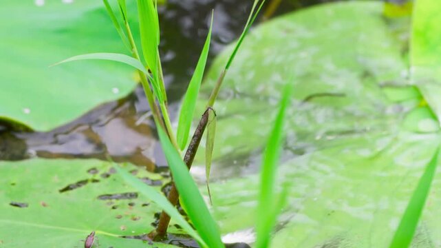 Peninsula Cooter Turtle Carrying a White Flower into Water