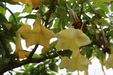 Brugmansia suaveolens or the Brazil's white angel trumpet