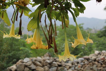 Brugmansia suaveolens or the Brazil's white angel trumpet