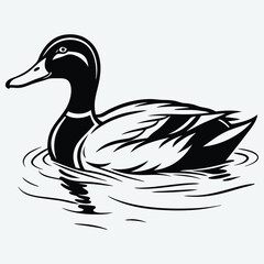Elegant Duck Swimming in Water Black and White Vector Illustration