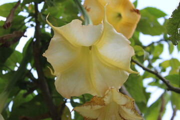 Brugmansia suaveolens or the Brazil's white angel trumpet