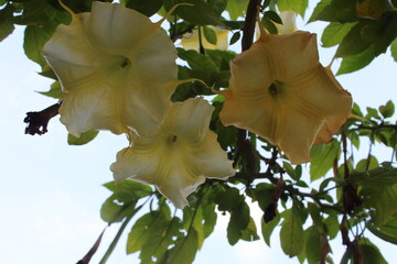 Brugmansia suaveolens or the Brazil's white angel trumpet