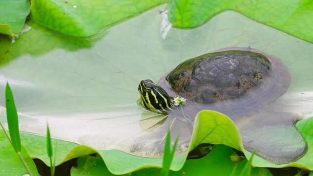 Peninsula Cooter Turtle with White Flower Submerged on Lily Pad