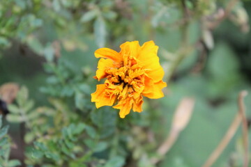 Marigold flower or the Tagetes erecta