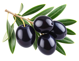 Realistic Black Olive Cluster with Green Leaves on Branch Isolated on Transparent Background PNG