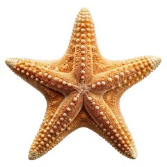 Detailed close up of a common starfish or sea star on white background