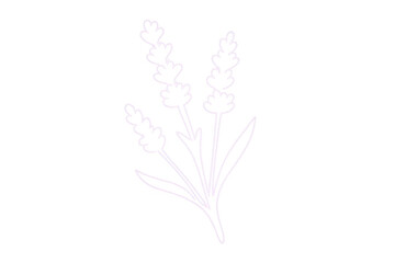 Minimalist line art of lavender flowers on a transparent background, symbolizing purity, freshness, and natural beauty