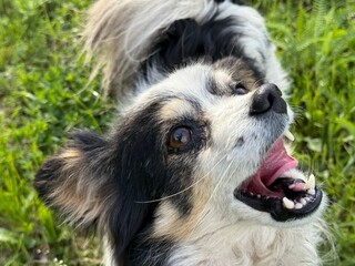 Angry dog ​​with open mouth