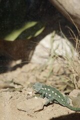 Chamilion in the desert