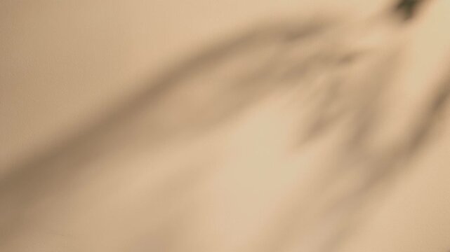 Abstract Silhouette of Plant Shadow on a Beige Background