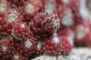 Sempervivum Rojnik Adelaar pajęczynowaty rojnik