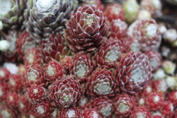 Sempervivum Rojnik Adelaar pajęczynowaty rojnik