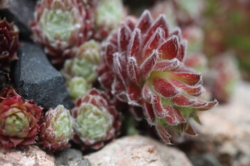 Sempervivum Illusion rojnik