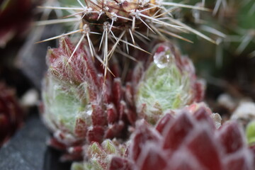 Sempervivum Illusion rojnik