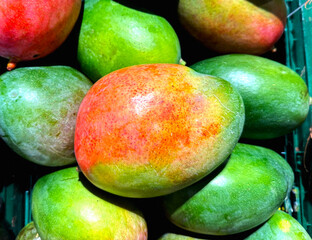 Colorful ripe mangos fruits in a box