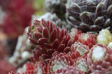 Sempervivum Rojnik Adelaar pajęczynowaty rojnik
