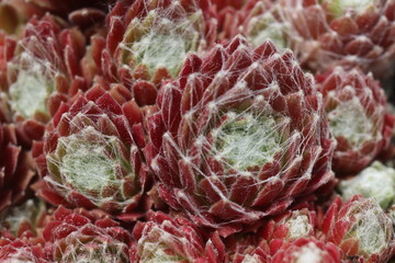 Sempervivum Rojnik Adelaar pajęczynowaty rojnik