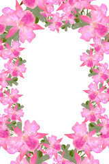 pink orchid border