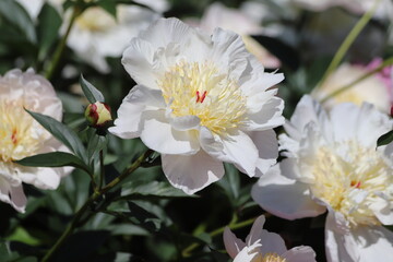 White peonies flower bloom in garden. Close up.