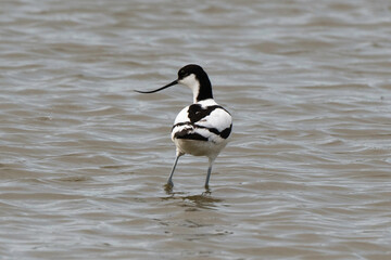 Avocette élégante, Recurvirostra avosetta, Pied Avocet