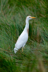 Héron garde boeufs,Bubulcus ibis, Western Cattle Egret
