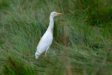 Héron garde boeufs,Bubulcus ibis, Western Cattle Egret