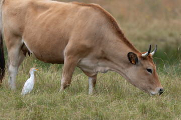 Héron garde boeufs,Bubulcus ibis, Western Cattle Egret, Vache Maraichine, marais; region Pays de Loire; marais Breton Vendéen; 85, Vendée, Loire Atlantique, France