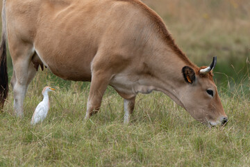 Héron garde boeufs,Bubulcus ibis, Western Cattle Egret, Vache Maraichine, marais; region Pays de Loire; marais Breton Vendéen; 85, Vendée, Loire Atlantique, France