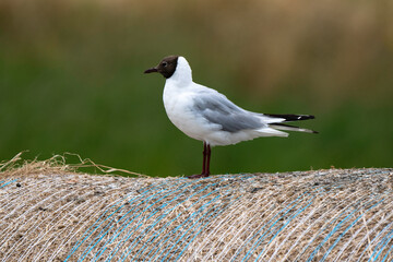 Botte de paille, Mouette rieuse,Chroicocephalus ridibundus, Black headed Gull