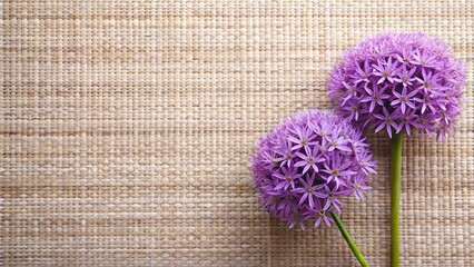 Two Vibrant Purple Allium Flowers Resting on a Woven Natural Fiber Background
