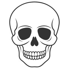Fototapeta premium vintage human skull vector art